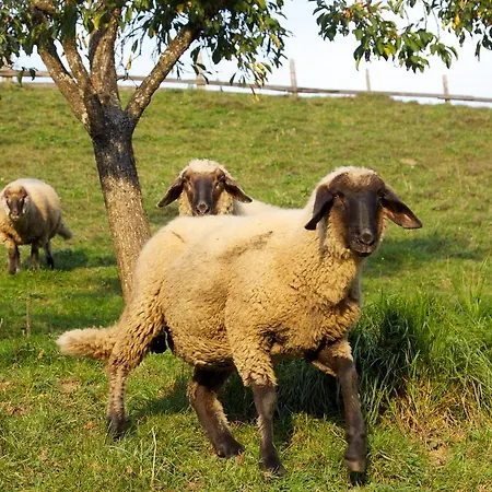 Aparthotel Der Jagdhof Sankt Johann im Pongau