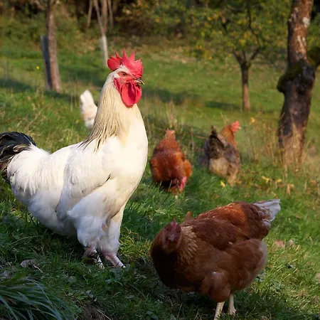 Der Jagdhof شقة فندقية